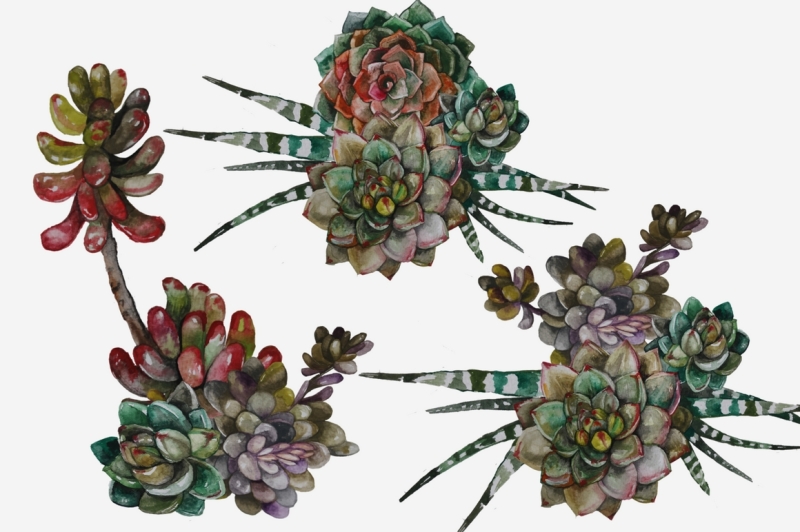 succulents-and-cacti-clip-art-set