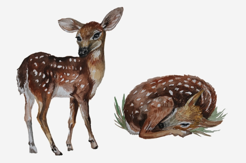 watercolor-woodland-animals