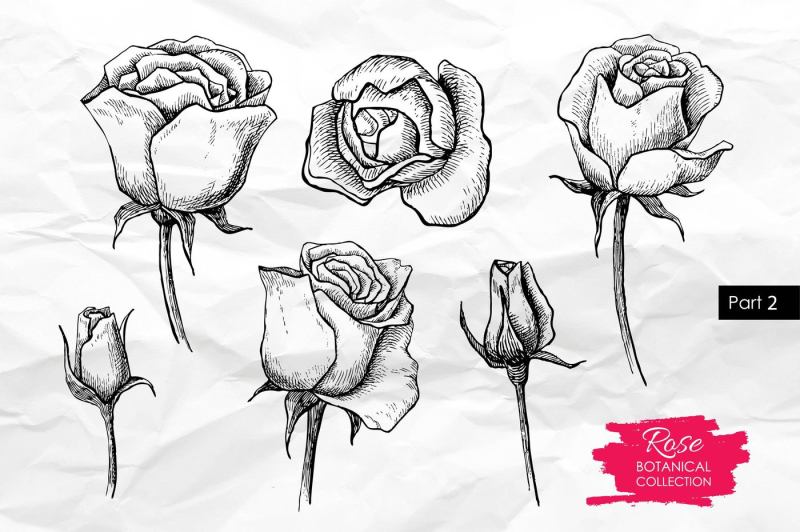 hand-drawn-roses-vintage-drawing-set