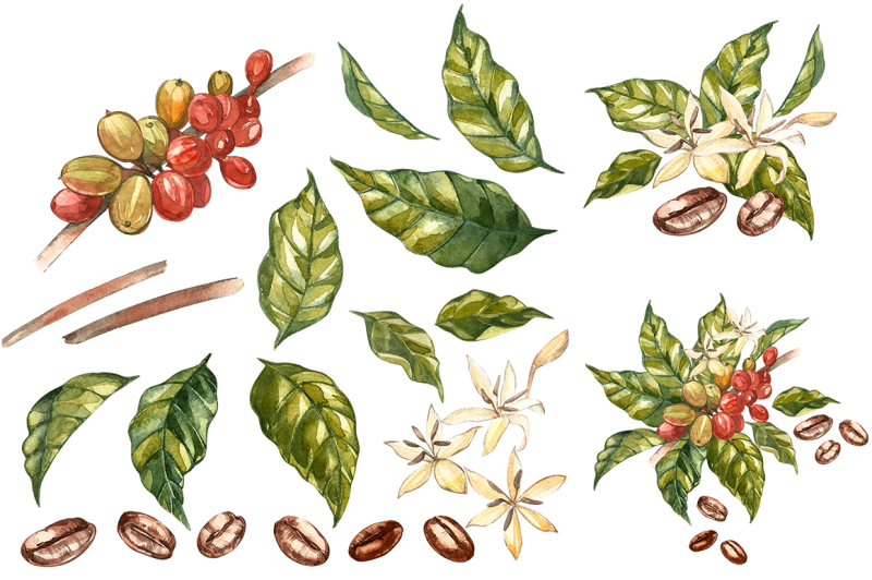 coffee-in-botanical-style