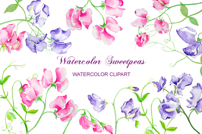 watercolor-sweet-pea-pink-and-purple-flowers