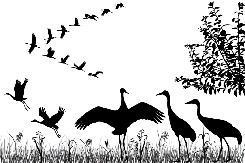 flock-of-cranes