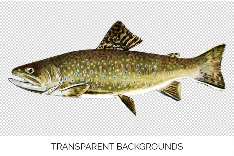 trout-clipart-bundle
