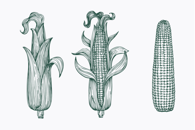 vegetable-vector-collection