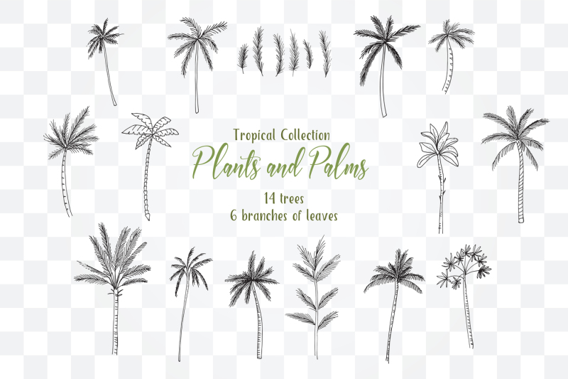 tropical-exotic-collection-tropical-collection-summer-plants-and-palms