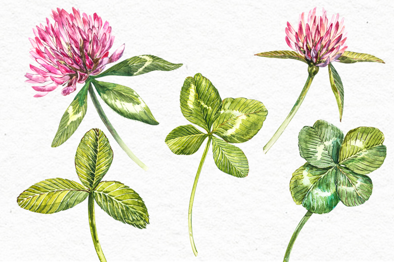 clover-red-flowers-and-leaves