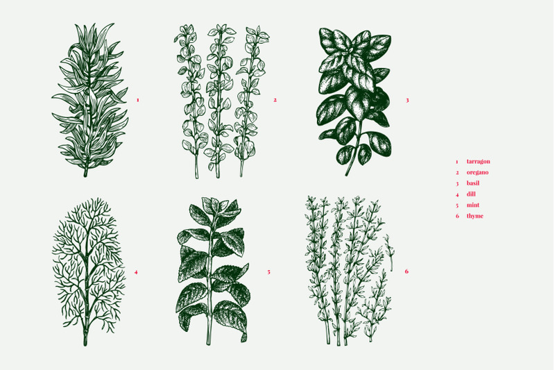 culinary-herbs-vector-collection