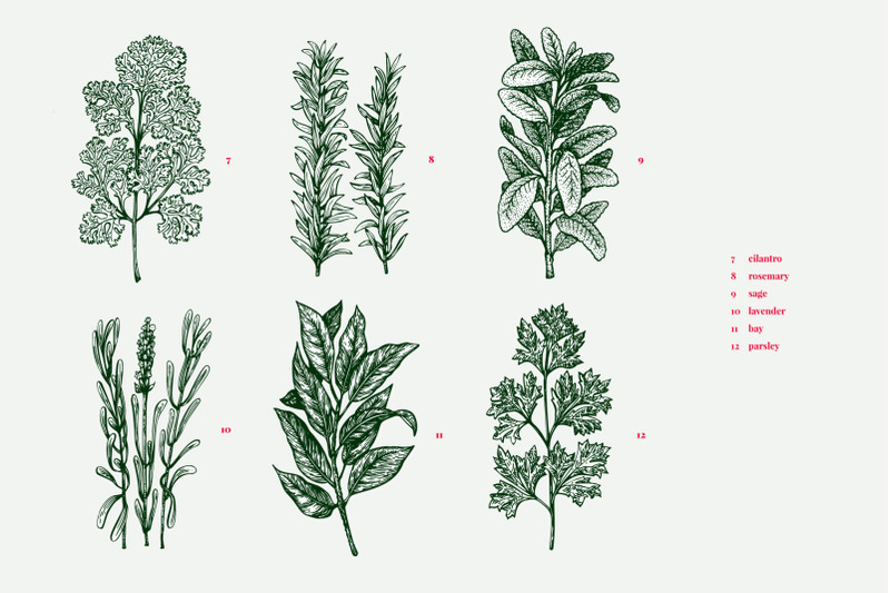 culinary-herbs-vector-collection