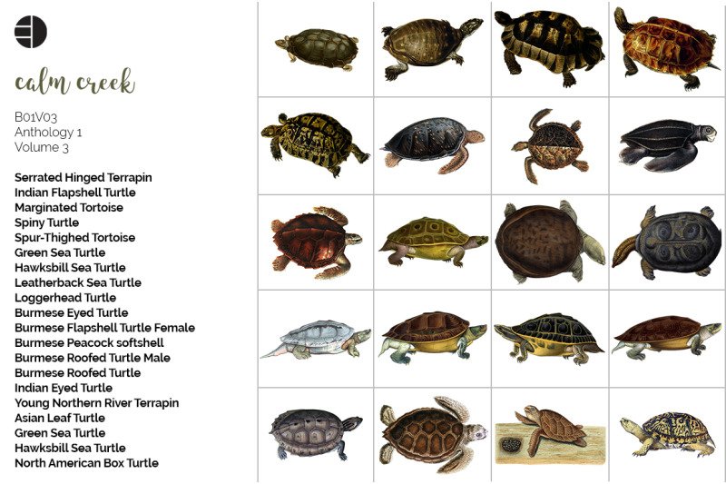 turtle-clipart-bundle