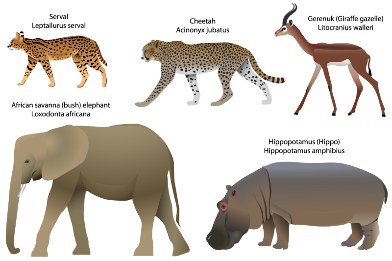 animals-of-africa-serval-cheetah-gerenuk-hippo-elephant