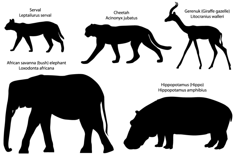 silhouettes-of-animals-serval-cheetah-gerenuk-hippo-elephant