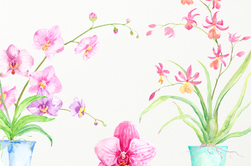 watercolor-orchid-in-pot
