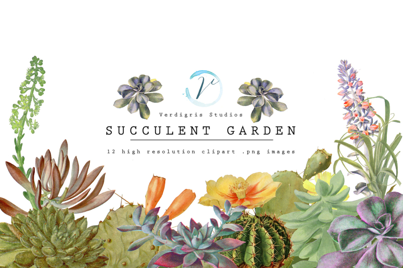 vintage-succulents-and-cactus-clipart