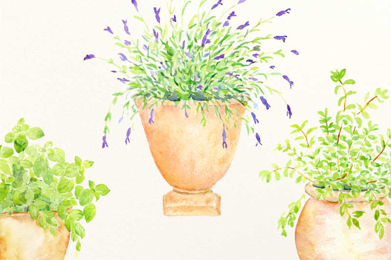 watercolor-herbs-in-pots