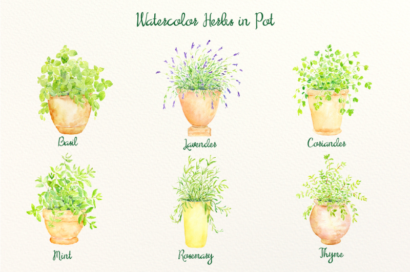 watercolor-herbs-in-pots