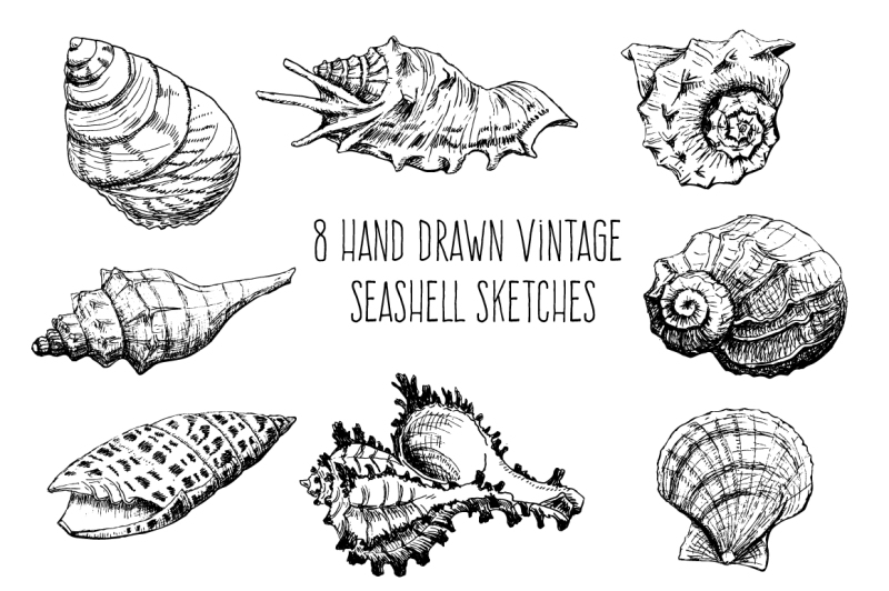 hand-sketched-seashells-set