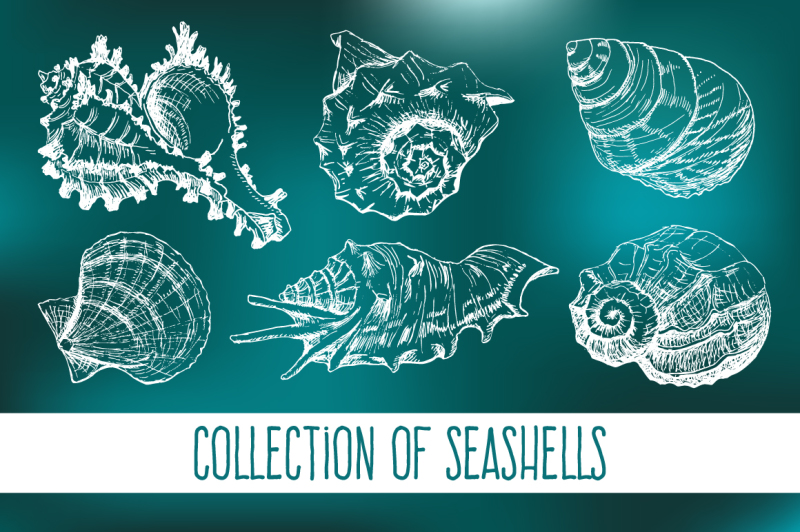 hand-sketched-seashells-set