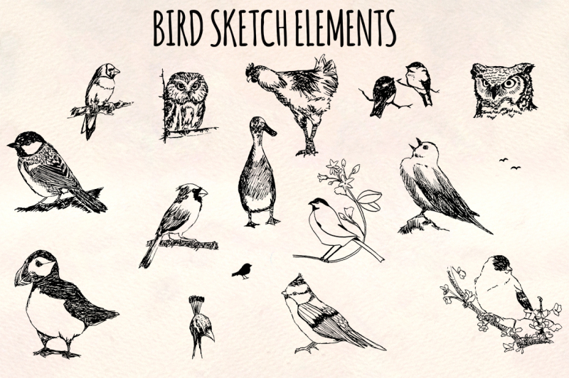 bird-sketch-elements-16-ink-owls-ducks-and-songbird-illustrations-vector-graphics-bundle