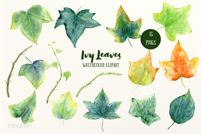 watercolor-ivy-leaf-illustration