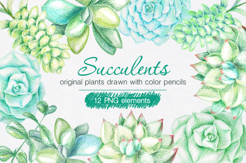 succulents-drawn-by-color-pencils