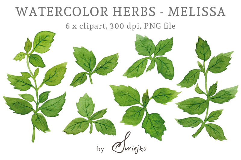 herbs-clipart-watercolor-leaves-melissa-lemon-balm