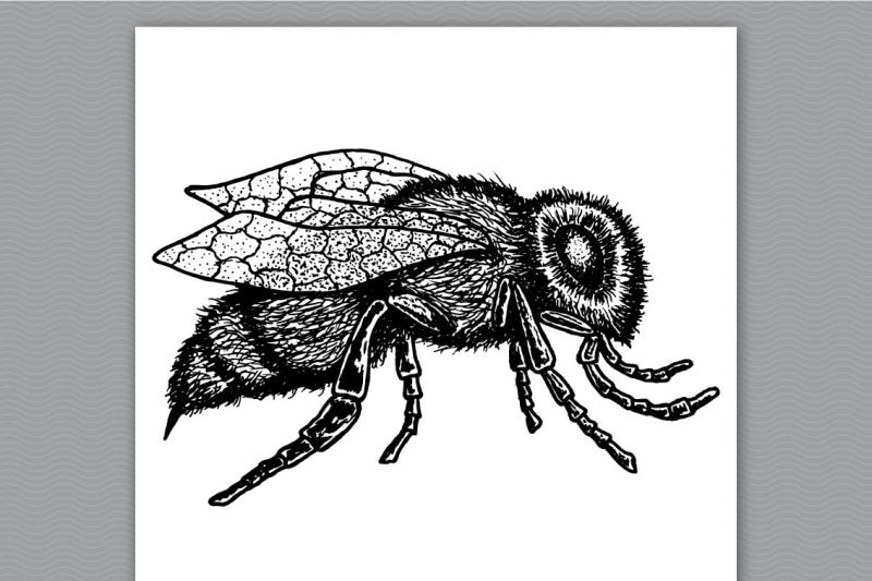 be-bee-ink-illustrated
