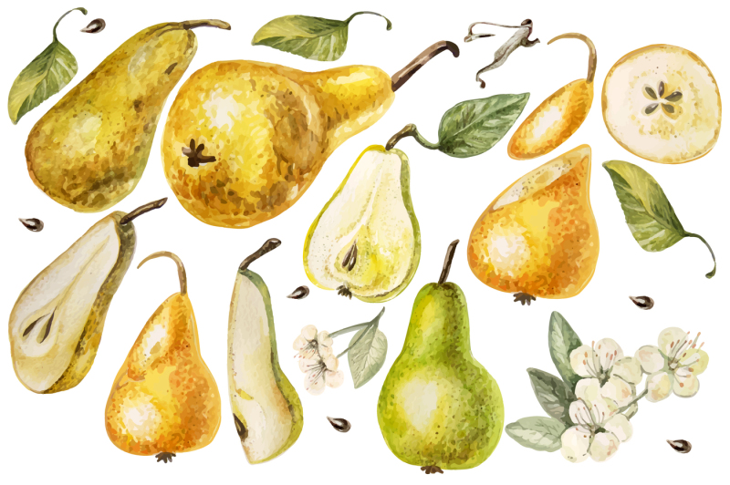 hand-drawn-watercolor-pears