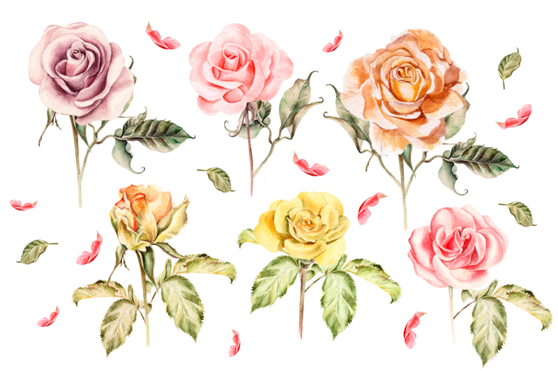 hand-drawn-watercolor-roses