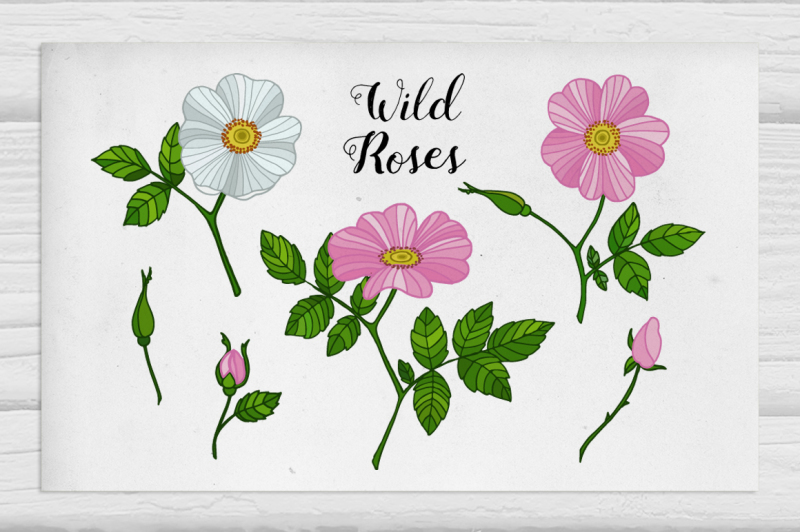 wild-roses