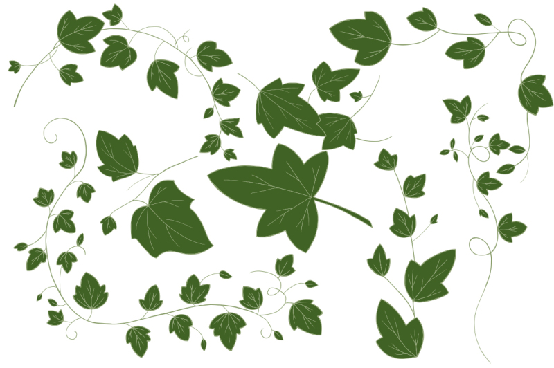 ivy-vector-illustrations