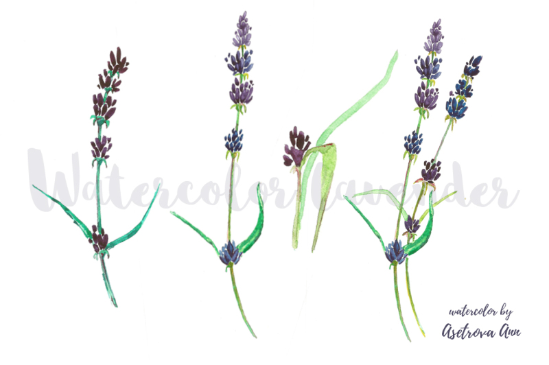 watercolor-lavender