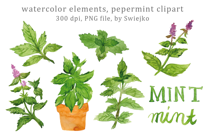 digital-clip-art-watercolor-herbs-leaves-mint-peppermint