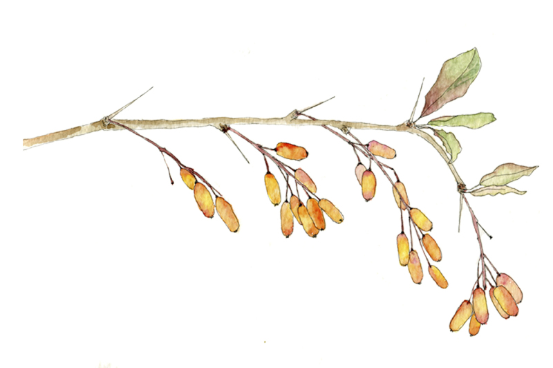 watercolor-botanic