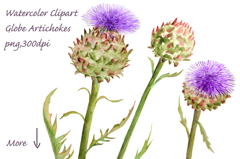 watercolor-globe-artichoke-flower