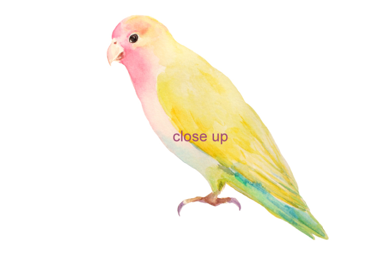 watercolor-clipart-apple-blossom-love-birds