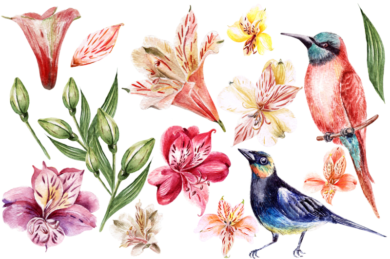 hand-drawn-watercolor-flowers-alstroemeria