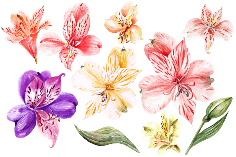 hand-drawn-watercolor-flowers-alstroemeria