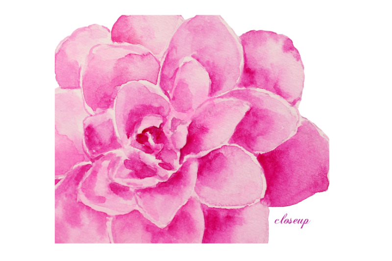 wedding-clipart-pink-camellia
