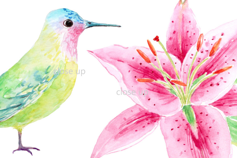 watercolor-pink-lily-and-humming-birds