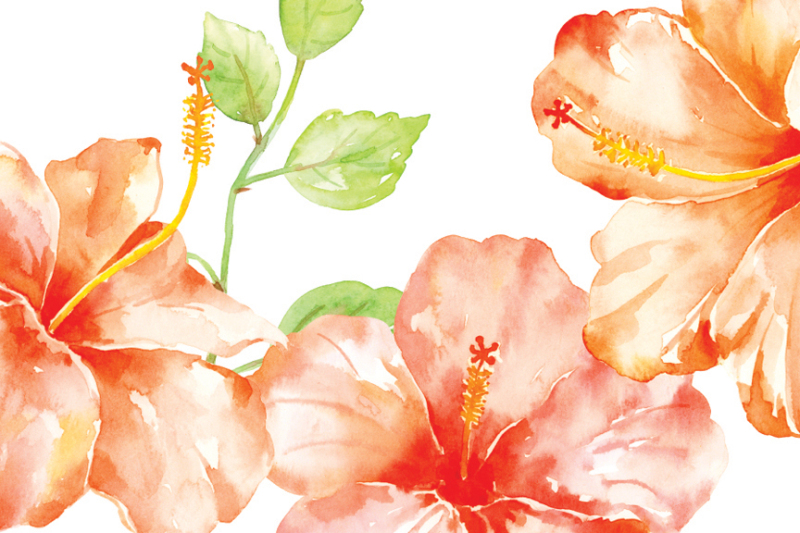 watercolor-clipart-orange-hibiscus