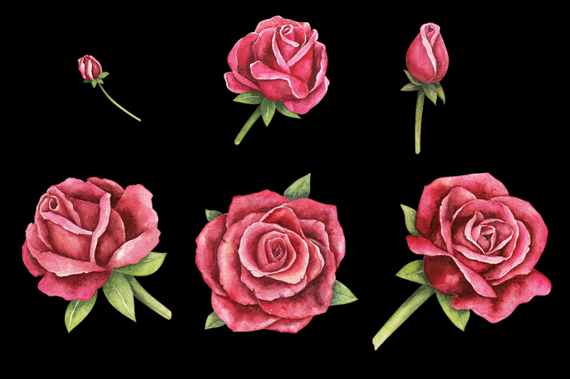 watercolor-hand-drawn-roses