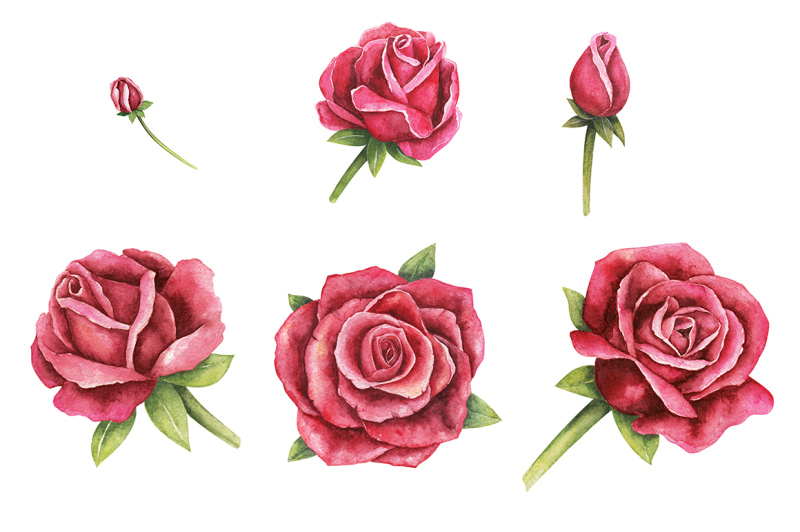 watercolor-hand-drawn-roses