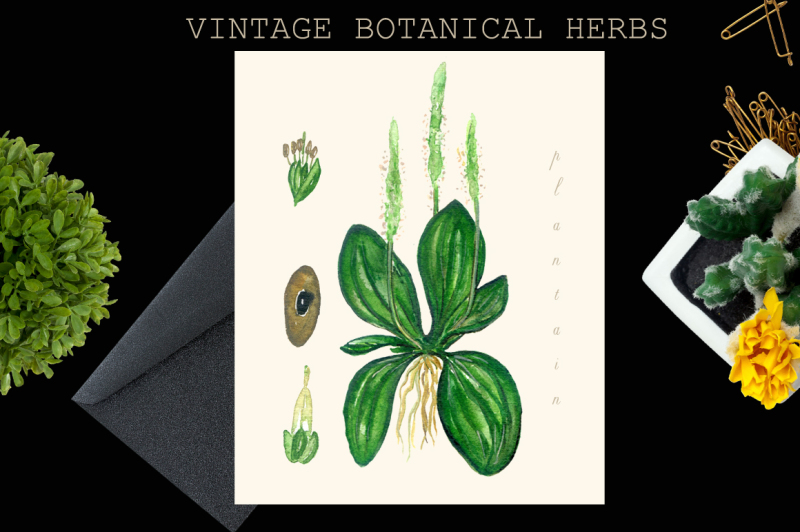 vintage-botanical-herbs