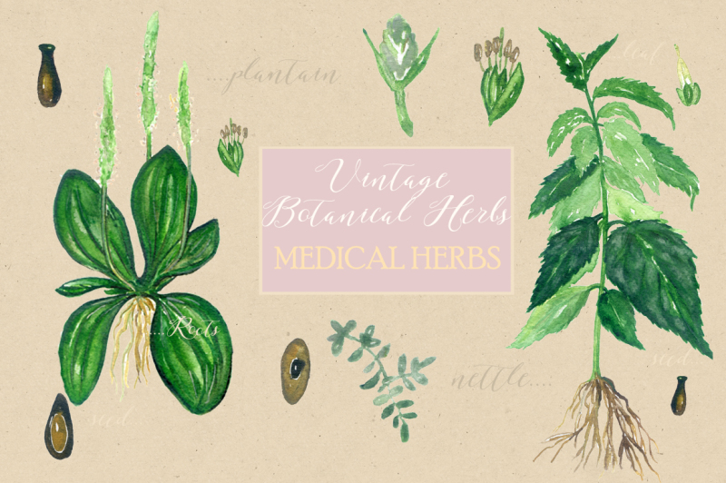 vintage-botanical-herbs