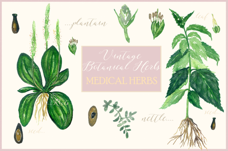 vintage-botanical-herbs