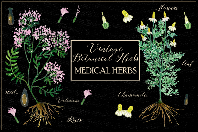 vintage-botanical-herbs