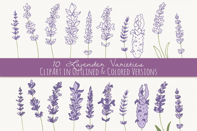 lavender-clip-art-and-vectors