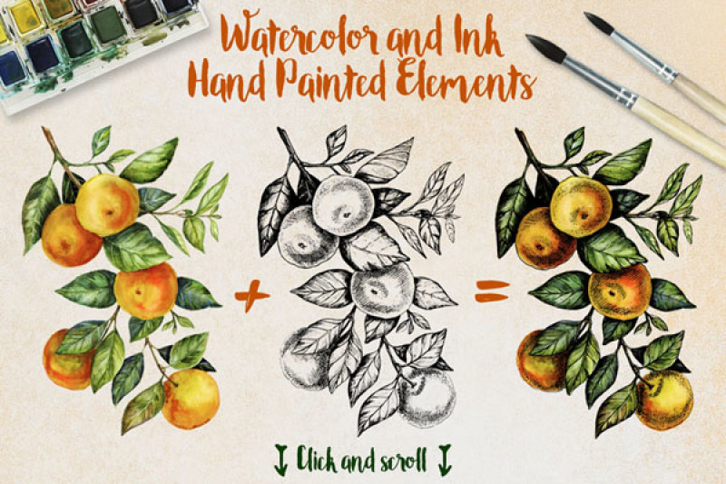 mandarin-branch-watercolor-amp-ink