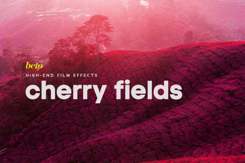 cherry-fields-action