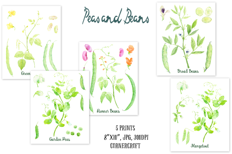 watercolor-vegetable-peas-and-beans